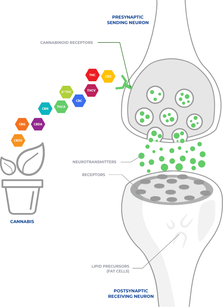 Cannabinoids interacting with CB1 and CB2 receptors