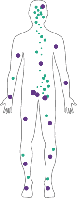 Map of cannabinoid receptors through the human body